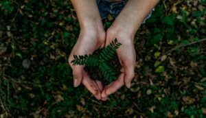 Image of hands holding some soil with a small plant growing out of it.